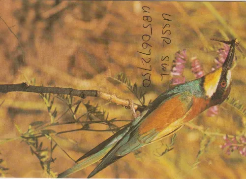 UB5-067-2750 SWL QSL kartı