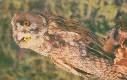 UC2-007-65 SWL QSL kartı